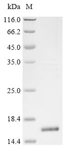 Greater than 85% as determined by SDS-PAGE.