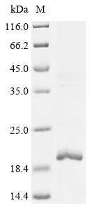 Greater than 85% as determined by SDS-PAGE.Recombinant Mesocricetus Auratus Interleukin Family Protein (IL10) Protein (His&StrepII)