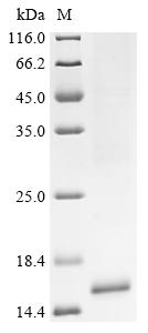 Greater than 85% as determined by SDS-PAGE.Recombinant Mesocricetus Auratus Interleukin (IL15) Protein (His&StrepII)