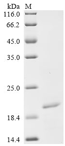 Greater than 85% as determined by SDS-PAGE.Recombinant Mesocricetus Auratus Protein-Tyrosine-Phosphatase (PTPRC) Protein (His&StrepII)