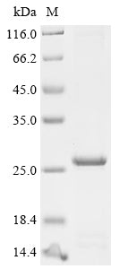 Greater than 85% as determined by SDS-PAGE.Recombinant Mesocricetus Auratus Interleukin-27 Subunit Alpha (IL27) Protein (His&StrepII)