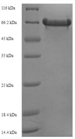 Greater than 90% as determined by SDS-PAGE.