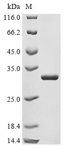 Greater than 90% as determined by SDS-PAGE.Recombinant E.Coli 5-Methylthioadenosine/S-Adenosylhomocysteine Nucleosidase (MTNN) Protein (His&Myc)