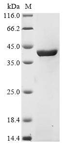 Greater than 90% as determined by SDS-PAGE.