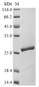 Greater than 90% as determined by SDS-PAGE.