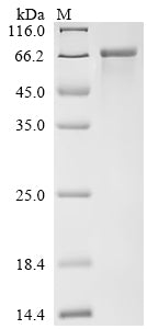 Greater than 90% as determined by SDS-PAGE.Recombinant Mesocricetus Auratus Angiotensin-Converting Enzyme (ACE2) Protein (His&StrepII)