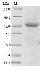 Greater than 85% as determined by SDS-PAGE.Recombinant Measles Virus Nucleoprotein (N) Protein (His)