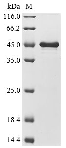 Greater than 85% as determined by SDS-PAGE.Recombinant Aspergillus Flavus Probable Pectate Lyase A (PLYA) Protein (His&Myc)
