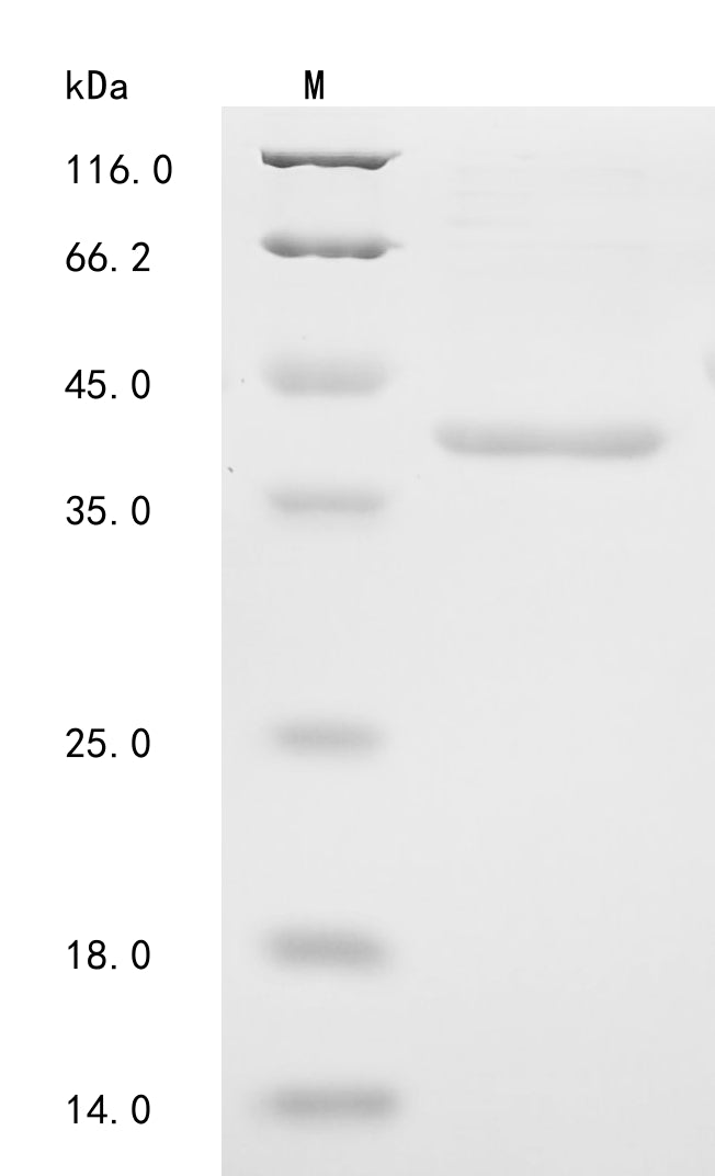 Greater than 90% as determined by SDS-PAGE.