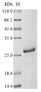 Greater than 85% as determined by SDS-PAGE.Recombinant Plasmodium Falciparum Reticulocyte Binding Protein 2 Homolog B (RH2B)