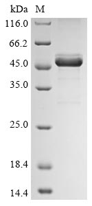 Greater than 85% as determined by SDS-PAGE.
