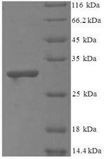Greater than 90% as determined by SDS-PAGE.