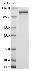 Greater than 85% as determined by SDS-PAGE.Recombinant E.Coli Outer Membrane Protein Assembly Factor Bama (BAMA) Protein (His&Myc)