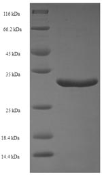 Greater than 90% as determined by SDS-PAGE.Recombinant Streptomyces Actuosus Nosiheptide Precursor (NOSM) Protein (GST)