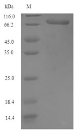 Greater than 90% as determined by SDS-PAGE.