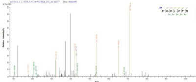 Based on the SEQUEST from database of E.coli host and target protein, the LC-MS/MS Analysis result of this product could indicate that this peptide derived from E.coli-expressed Klebsiella pneumoniae blaNDM-1.Recombinant Klebsiella Pneumoniae Metallo-Beta-Lactamase Type 2 (BLANDM-1) Protein (His-SUMO)
