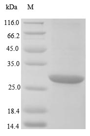 Greater than 85% as determined by SDS-PAGE.Recombinant Klebsiella Pneumoniae Metallo-Beta-Lactamase Type 2 (BLANDM-1) Protein (His)