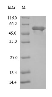 Greater than 90% as determined by SDS-PAGE.Recombinant E.Coli Lipoate-Protein Ligase A (LPLA) Protein (His-SUMO)