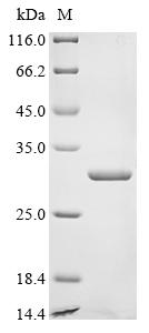 Greater than 90% as determined by SDS-PAGE.