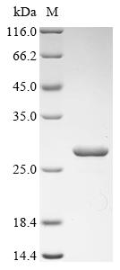 Greater than 90% as determined by SDS-PAGE.