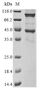 Greater than 85% as determined by SDS-PAGE.