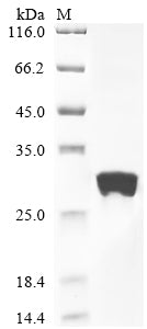 Greater than 90% as determined by SDS-PAGE.