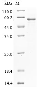 Greater than 85% as determined by SDS-PAGE.Recombinant Mouse Cytochrome P450 3A25 (CYP3A25) Protein (His&Myc)