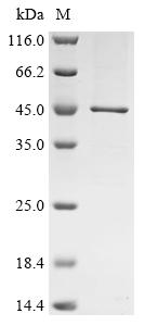 Greater than 90% as determined by SDS-PAGE.Recombinant Eisenia Fetida Lysenin Protein (His)