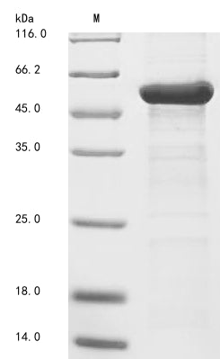 Greater than 85% as determined by SDS-PAGE.Recombinant Arabidopsis Thaliana Beta-Amylase 3, Chloroplastic (BAM3) Protein (His)