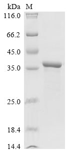 Greater than 90% as determined by SDS-PAGE.Recombinant Shigella Flexneri Outer Membrane Protease Icsp (ICSP) Protein (His)