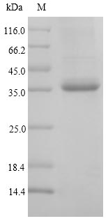 Greater than 90% as determined by SDS-PAGE.