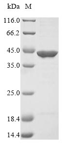 Greater than 85% as determined by SDS-PAGE.Recombinant Elizabethkingia Meningoseptica Proline Iminopeptidase (FPAP) Protein (His&Myc)