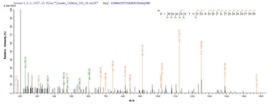 Based on the SEQUEST from database of E.coli host and target protein, the LC-MS/MS Analysis result of this product could indicate that this peptide derived from E.coli-expressed Mycobacterium tuberculosis (strain ATCC 25618 / H37Rv) hrp1.Recombinant Mycobacterium Tuberculosis Hypoxic Response Protein 1 (HRP1) Protein (His-SUMO&Myc)