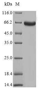 Greater than 85% as determined by SDS-PAGE.Recombinant Mycobacterium Tuberculosis Mycothione Reductase (MTR) Protein (His-SUMO&Myc)