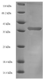 Greater than 90% as determined by SDS-PAGE.Recombinant Aeromonas Hydrophila Fkbp-Type Peptidyl-Prolyl Cis-Trans Isomerase Fkpa (FKPA) Protein (His-SUMO)