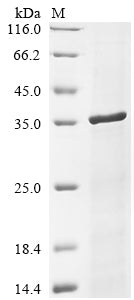 Greater than 85% as determined by SDS-PAGE.Recombinant Human Cytomegalovirus Viral Interleukin-10 Homolog (UL111A) Protein (His-SUMO)