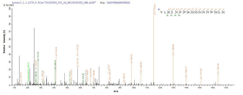 Based on the SEQUEST from database of E.coli host and target protein, the LC-MS/MS Analysis result of this product could indicate that this peptide derived from E.coli-expressed Human cytomegalovirus (strain Merlin) (HHV-5) (Human herpesvirus 5) UL111A.