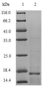 Greater than 90% as determined by SDS-PAGE.