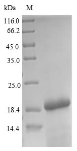 Greater than 90% as determined by SDS-PAGE.