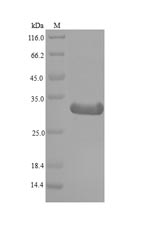 Greater than 90% as determined by SDS-PAGE.