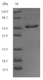 Greater than 90% as determined by SDS-PAGE.