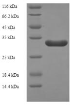 Greater than 90% as determined by SDS-PAGE.