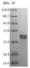 Greater than 90% as determined by SDS-PAGE.