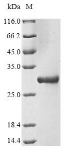 Greater than 90% as determined by SDS-PAGE.Recombinant Human Respiratory Syncytial Virus B Matrix M2-1 (M2-1) Protein (His&His)