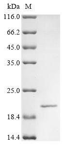 Greater than 85% as determined by SDS-PAGE.Recombinant Human Immunodeficiency Virus Type 1 Group M Subtype C Protein Vpr (VPR) Protein (His&Myc)