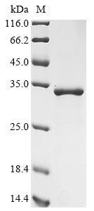 Greater than 90% as determined by SDS-PAGE.Recombinant Arabidopsis Thaliana Transcription Factor Hy5 (HY5) Protein (His&Myc)