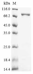 Greater than 90% as determined by SDS-PAGE.Recombinant Bacillus Subtilis Dna Polymerase I (POLA) Protein (His)