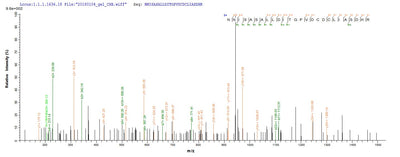 Based on the SEQUEST from database of E.coli host and target protein, the LC-MS/MS Analysis result of this product could indicate that this peptide derived from E.coli-expressed Methanothermobacter marburgensis (strain ATCC BAA-927 / DSM 2133 / JCM 14651 / NBRC 100331 / OCM 82 / Marburg) (Methanobacterium thermoautotrophicum) fno.Recombinant Methanothermobacter Marburgensis F420-Dependent Nadp Reductase (FNO) Protein (His&Myc)