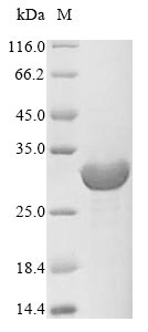 Greater than 90% as determined by SDS-PAGE.Recombinant Methanothermobacter Marburgensis F420-Dependent Nadp Reductase (FNO) Protein (His&Myc)