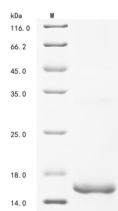 Greater than 90% as determined by SDS-PAGE.Recombinant Methylosinus Trichosporium Methanobactin Mb-Ob3B (MBNA) Protein (His-KSI)